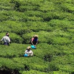 Tea Estates Walking Tour In Munnar (1D)